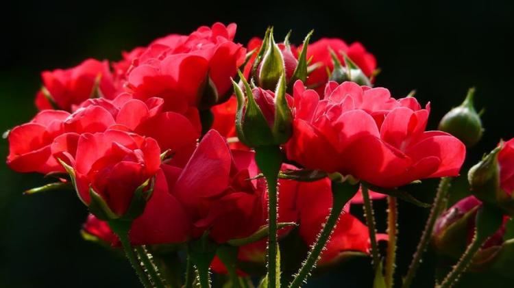 给朋友送花需要预先了解的玫瑰花量规范