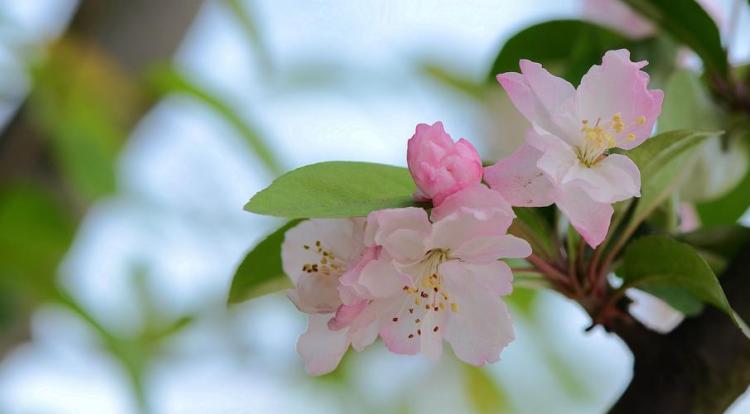 玫瑰海棠花在传统文化中的重要性