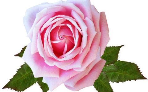 爱的代表：你需要了解的粉色玫瑰寓意