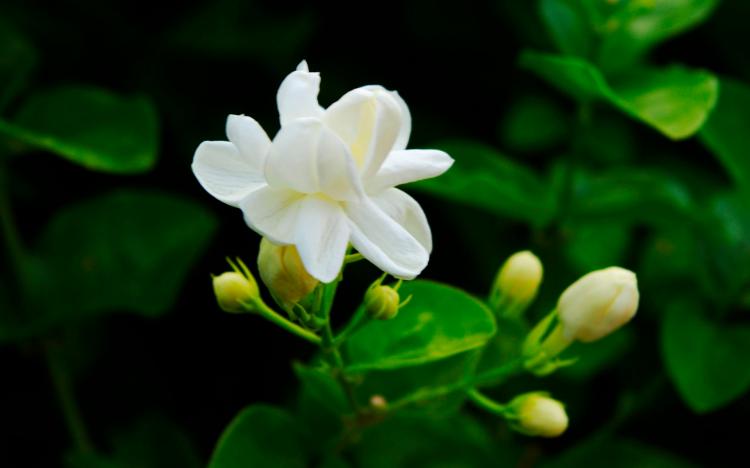 幸福如同白色茉莉花的花语一般贴切