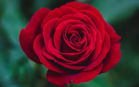 「美学阅读」解读香槟玫瑰的16种含义，让你感受花境世界的美好和纯粹！