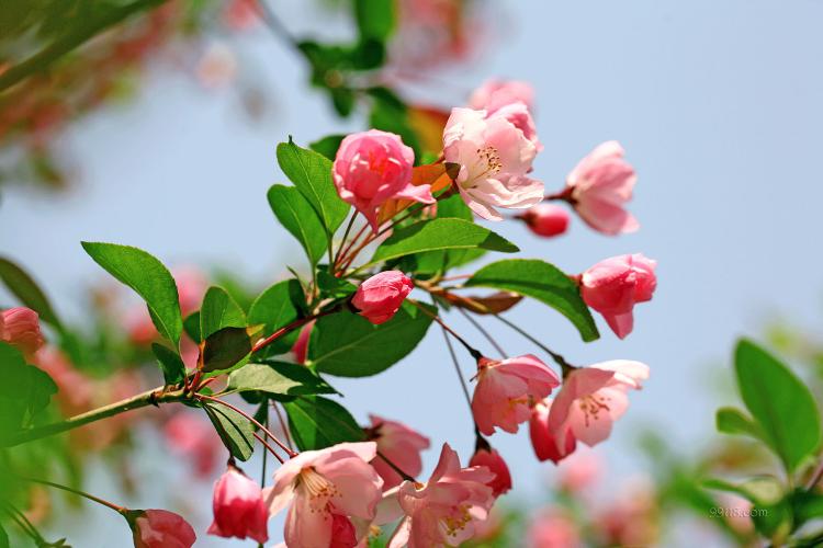 西府海棠花语的魅力与神奇之美，成为心灵的指南明灯