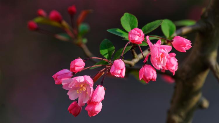 西府海棠的花语和寓意，与你分享花卉与诗意的结合