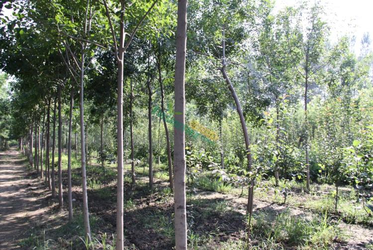 白蜡树的生长环境及其栽培要点