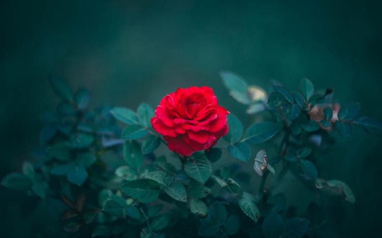 红玫瑰为什么是爱情的代表？花语揭秘