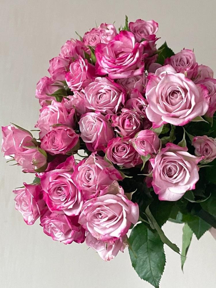玫瑰花语之粉色玫瑰，一颗温柔体贴的心