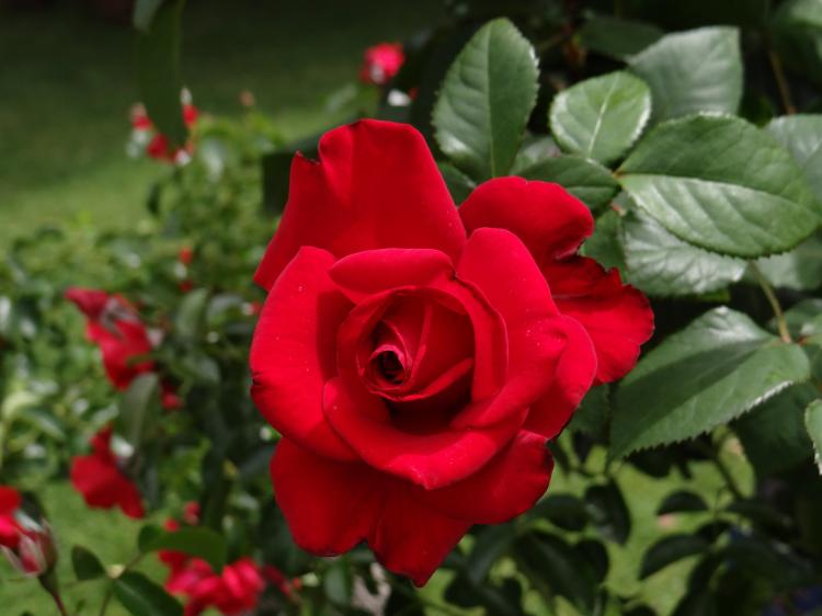 粉红玫瑰的花语诠释浪漫情怀