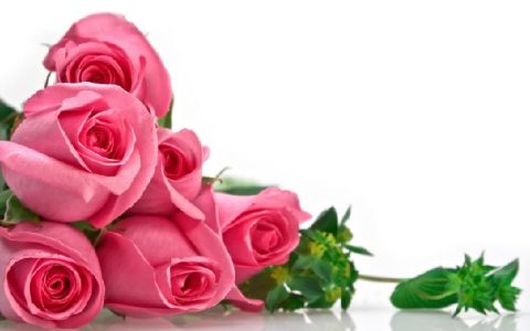 玫瑰花数量，代表的是真情的表白还是暗恋的告白？