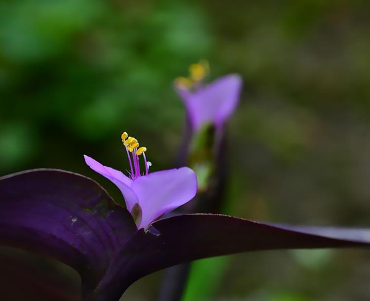 探讨白色紫罗兰的更多花语含义