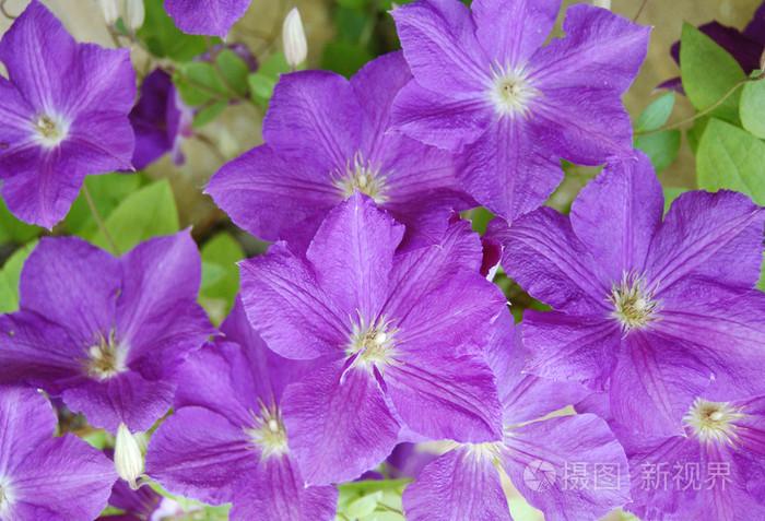 细品白色紫罗兰花语之美