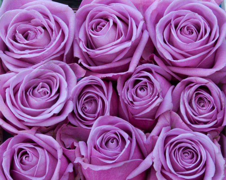 一盒【紫玫瑰】送给TA，送什么人最合适？