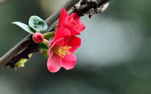 海棠花四季常青，如何用挂壁种植法自己繁殖