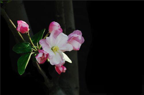 海棠花的寓意和花语有哪些？不一样的海棠花