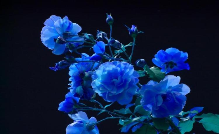 蓝色玫瑰与世界各地千奇百怪的文化传承
