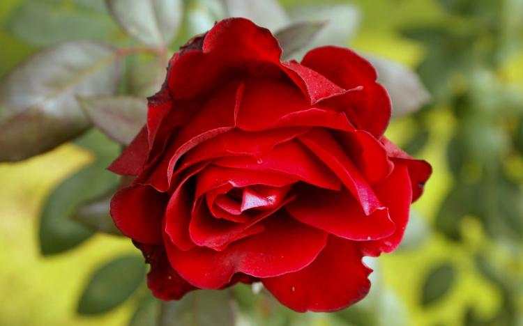 十一朵玫瑰的颜色与意义：红色、粉色、白色等不同色系的代表含义