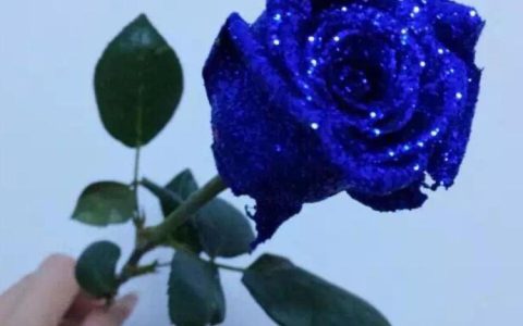 【花与梦旅人续写】蓝色妖姬魅惑，一枝花竟爆热销！