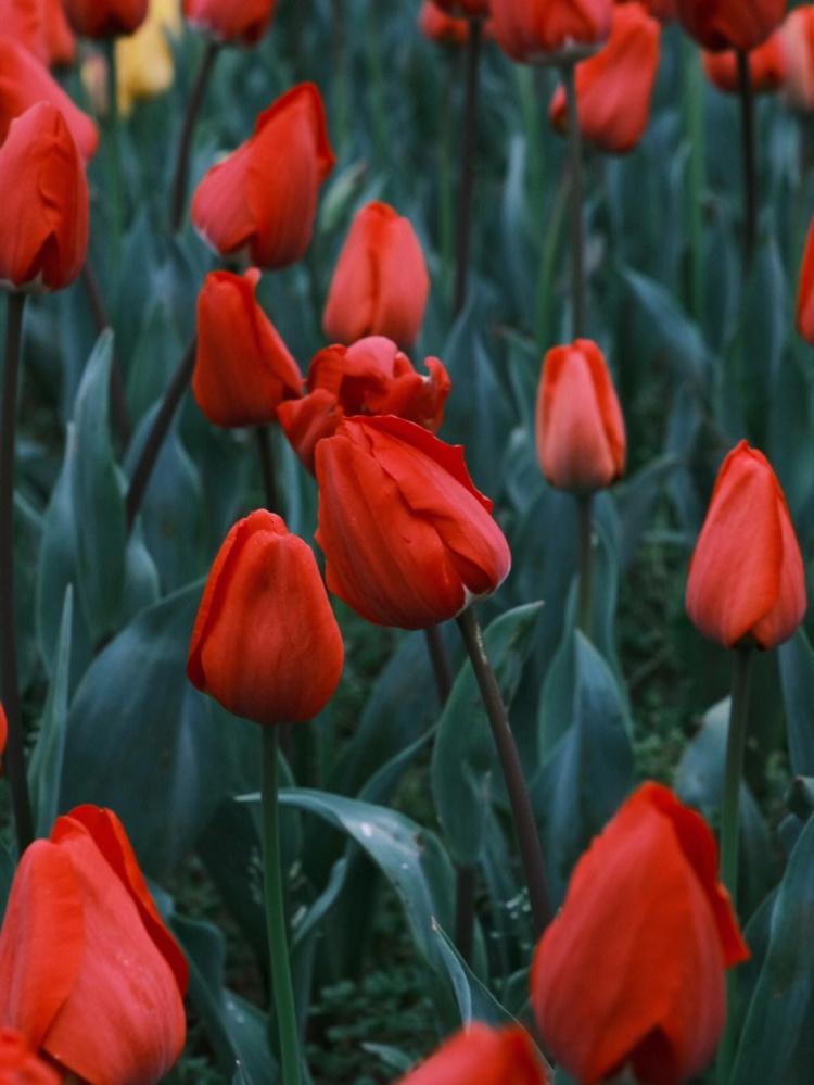 野生郁金香：欧洲主人们最喜欢的花卉之一