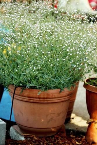 五种简单实用的满天星催芽方法，让你轻松成为花草种植专家！