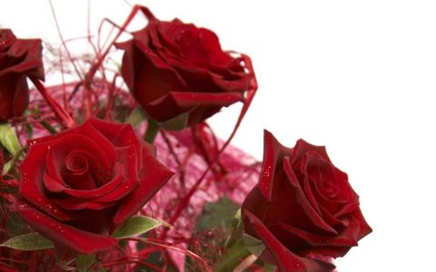 玫瑰花的香味怎样才能更持久地体现？