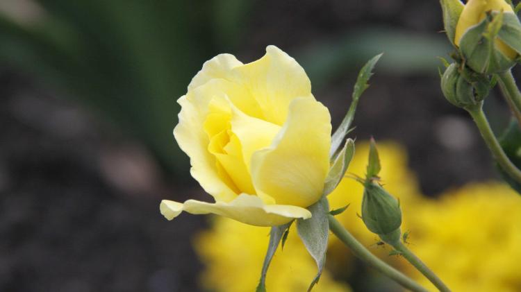 【黄玫瑰】的传说与故事，感受它的浪漫情怀