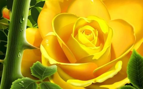 【黄玫瑰】的花期及开花季节，让你更好地安排照顾时间