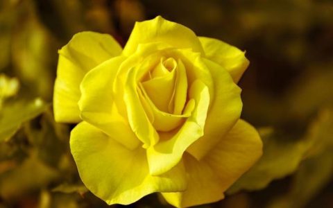 【黄玫瑰】的养护技巧，轻松打造属于你的花海