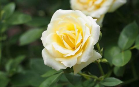 【黄玫瑰】的种类多样，如何挑选最适合自己的品种