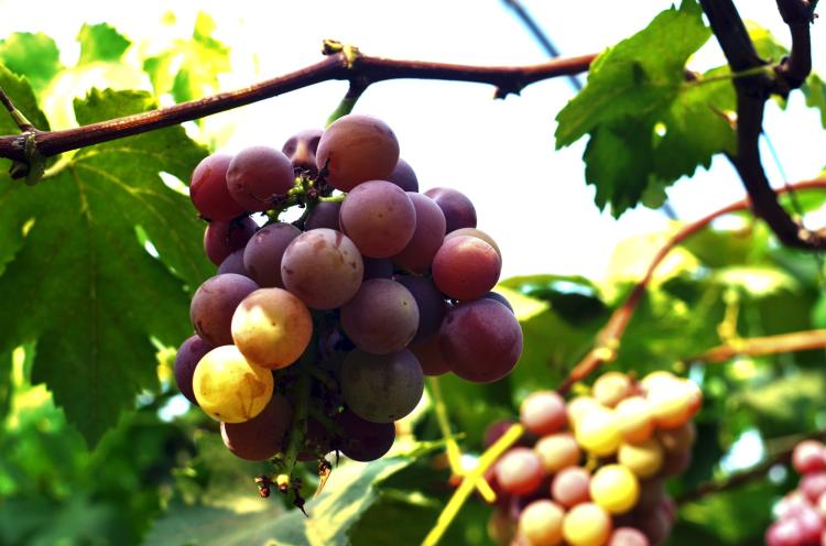 种植当下最有利润的葡萄品种，收获丰硕