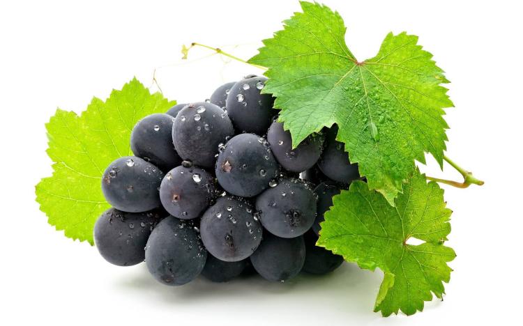 当代最瞩目的葡萄品种，开创了无与伦比的美食体验
