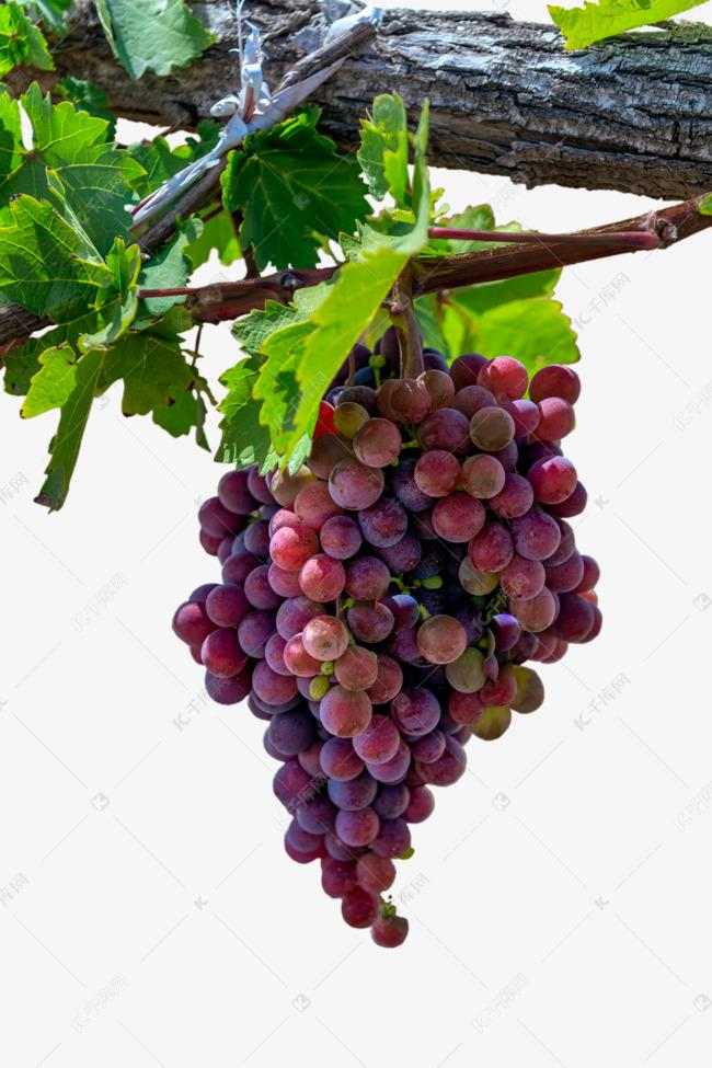 最新鲜、最美味的葡萄品种推荐，来自整个葡萄种植业界