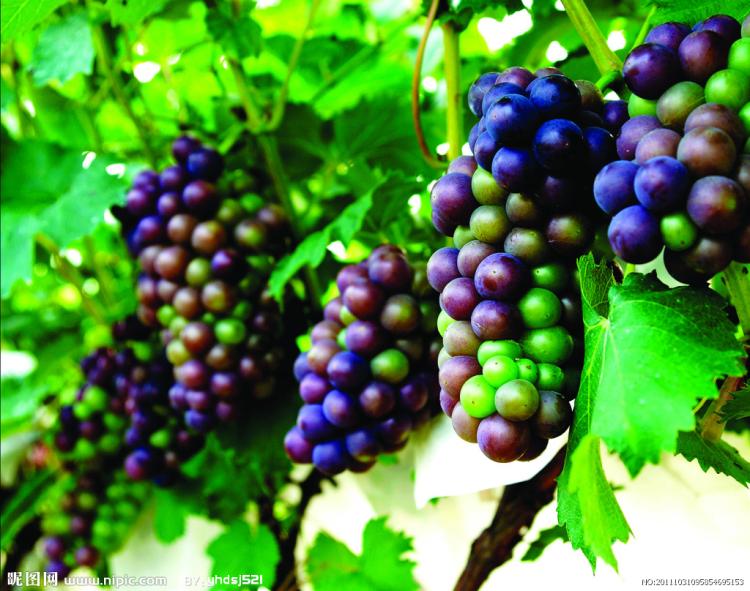 了解市场上最抢手的葡萄品种，种植技巧get