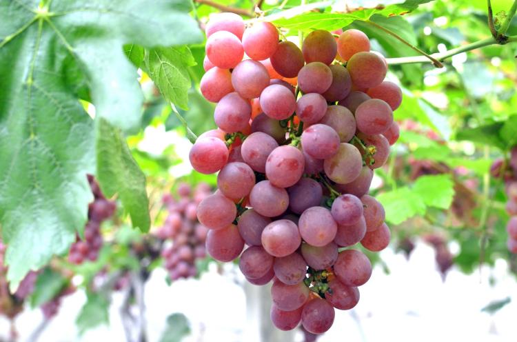 挑战味蕾极致：现在最热门的葡萄品种一览