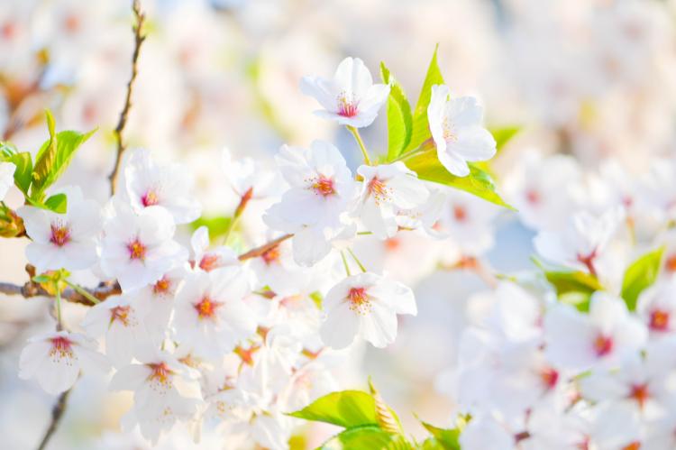 从科学的角度探究：樱花为什么会在春天绽放？