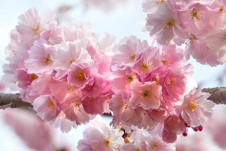 樱花盛宴：日本人如何庆祝樱花季节？