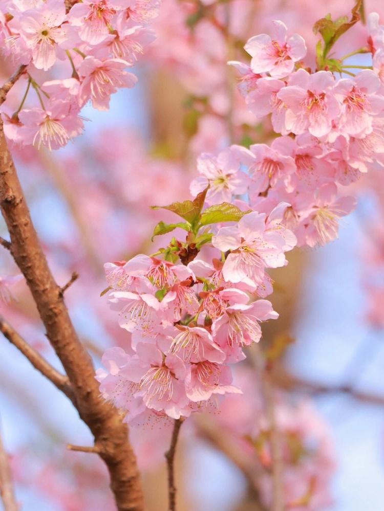 樱花是日本的国花，但你知道日本的其他国花吗？