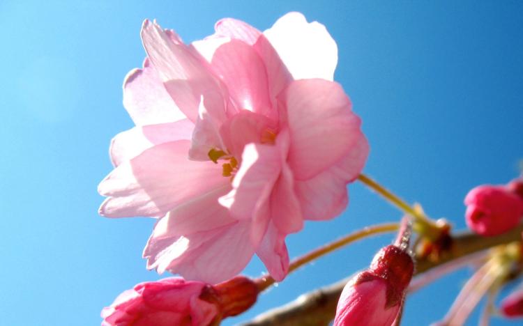 从传说到民间，解密樱花在日本文化中的地位与传播系统