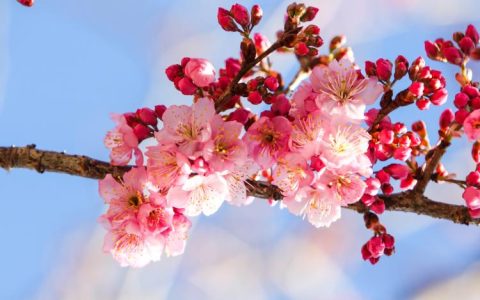 樱花季节来了，日本全国都参与的樱花文化盛典，让你体验最热情最传统的日本风情！