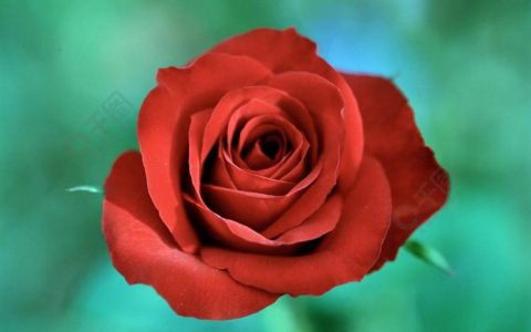 力量与美丽- 20朵玫瑰花所代表的象征