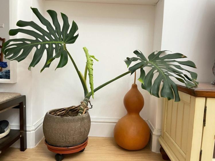 龟背竹：室内甲醛净化的神奇植物？