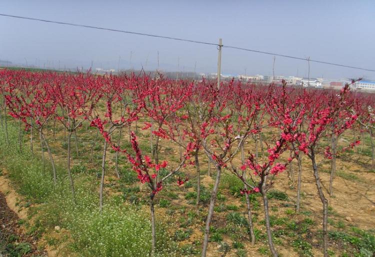 碧桃品种的生长环境和生长习性