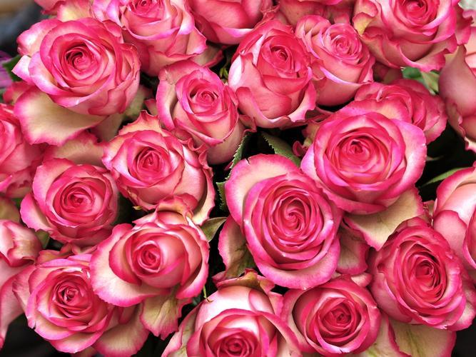 学会这么养，玫瑰花开不停--浅谈粉色玫瑰花的养护方法