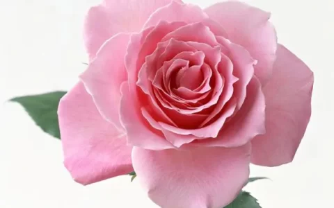 【爱情故事】12只玫瑰背后的浪漫传说