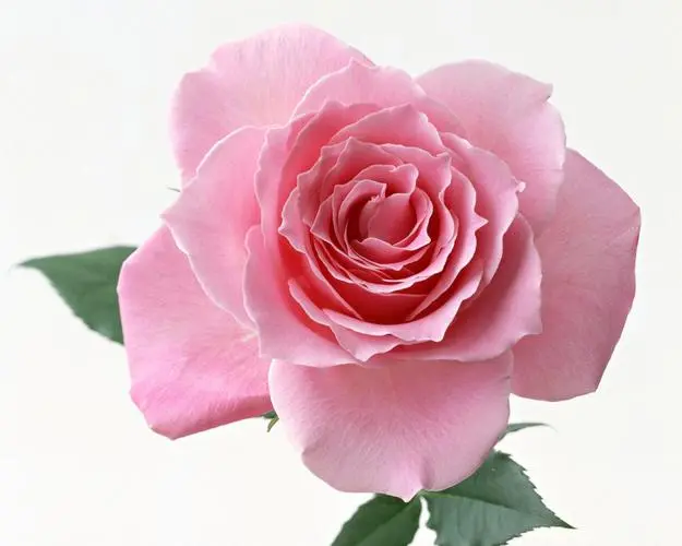 【爱情故事】12只玫瑰背后的浪漫传说