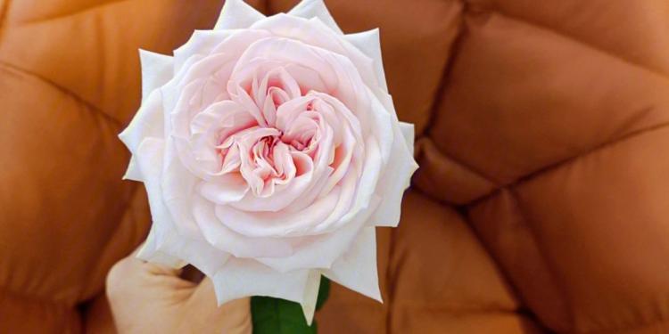 了解浅粉色玫瑰花语，你就能教会你心爱的人如何发表花言巧语
