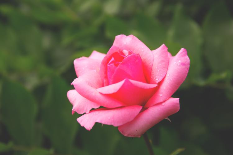 传递温柔心意，你需要知道的浅粉色玫瑰花语
