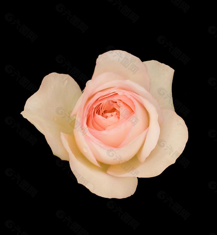 粉玫瑰花送几朵才有浪漫的效果？这个秘诀你不能错过！