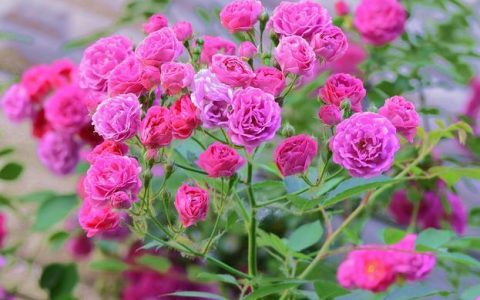 浪漫与美丽并存,玫瑰花的独特特点:玫瑰花的100字描写