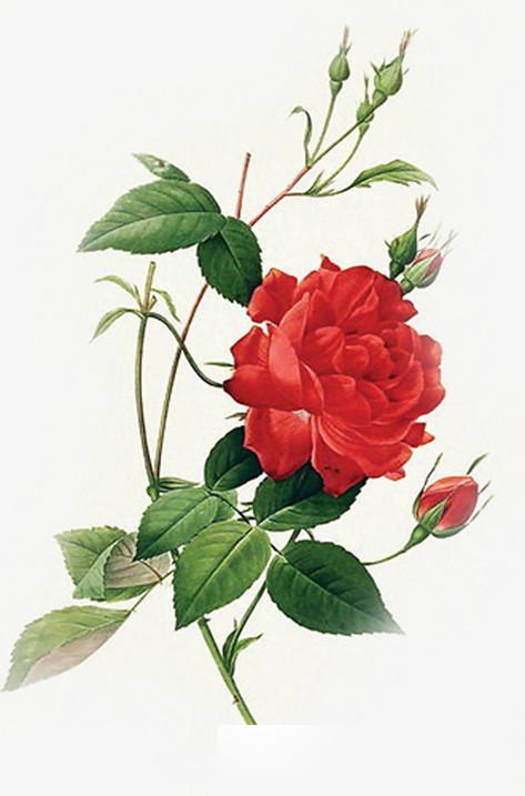 玫瑰：代表爱情和浪漫的花朵，分析玫瑰花的100字特点