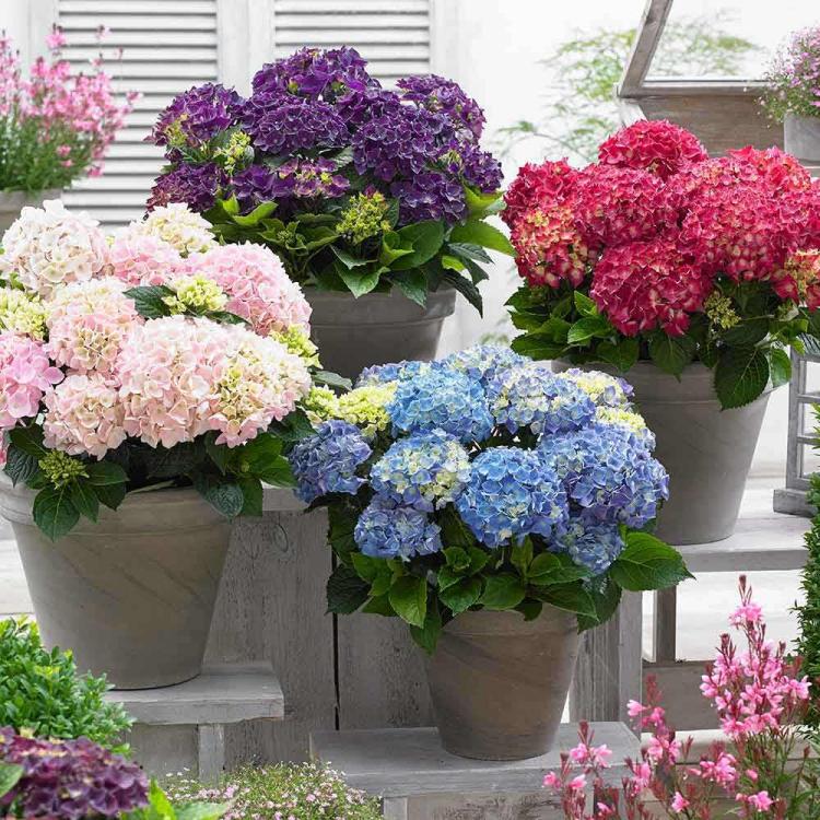 绣球花的必买品种，为您的家园增添美丽风景