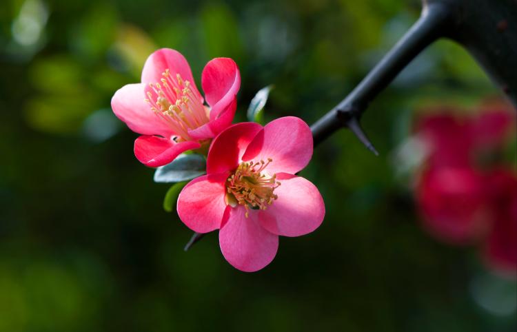 夏季怎样养护海棠花，让它在花园中轻松璀璨？